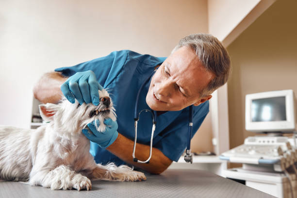 Best Walk-In Emergency Dentist in North Brooksville, FL